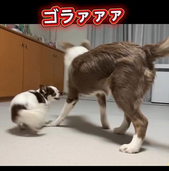 怒られるピエナちゃん