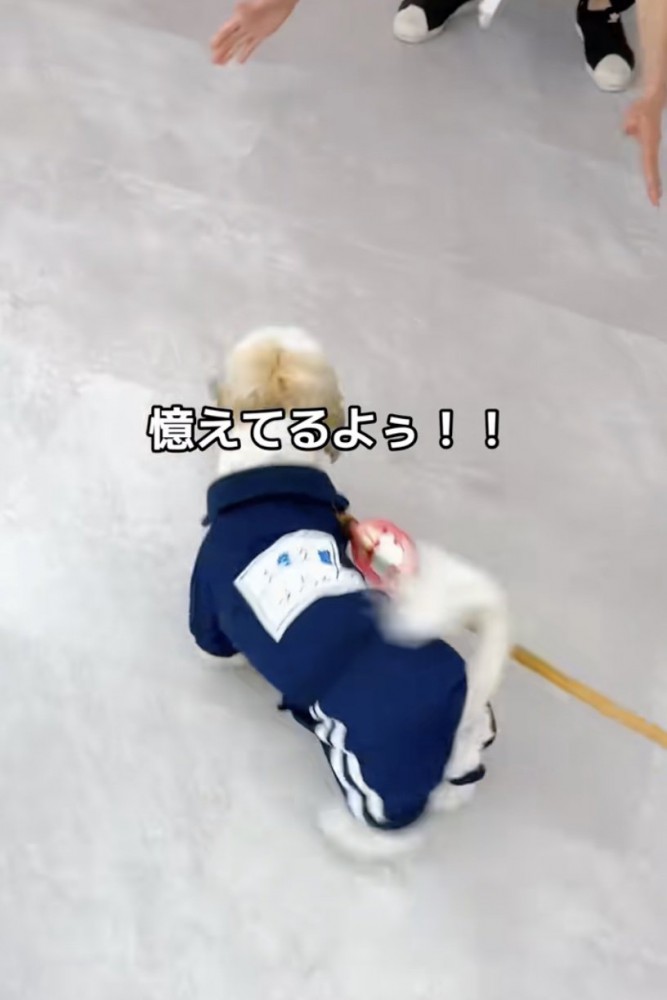 尻尾ブンブンッ