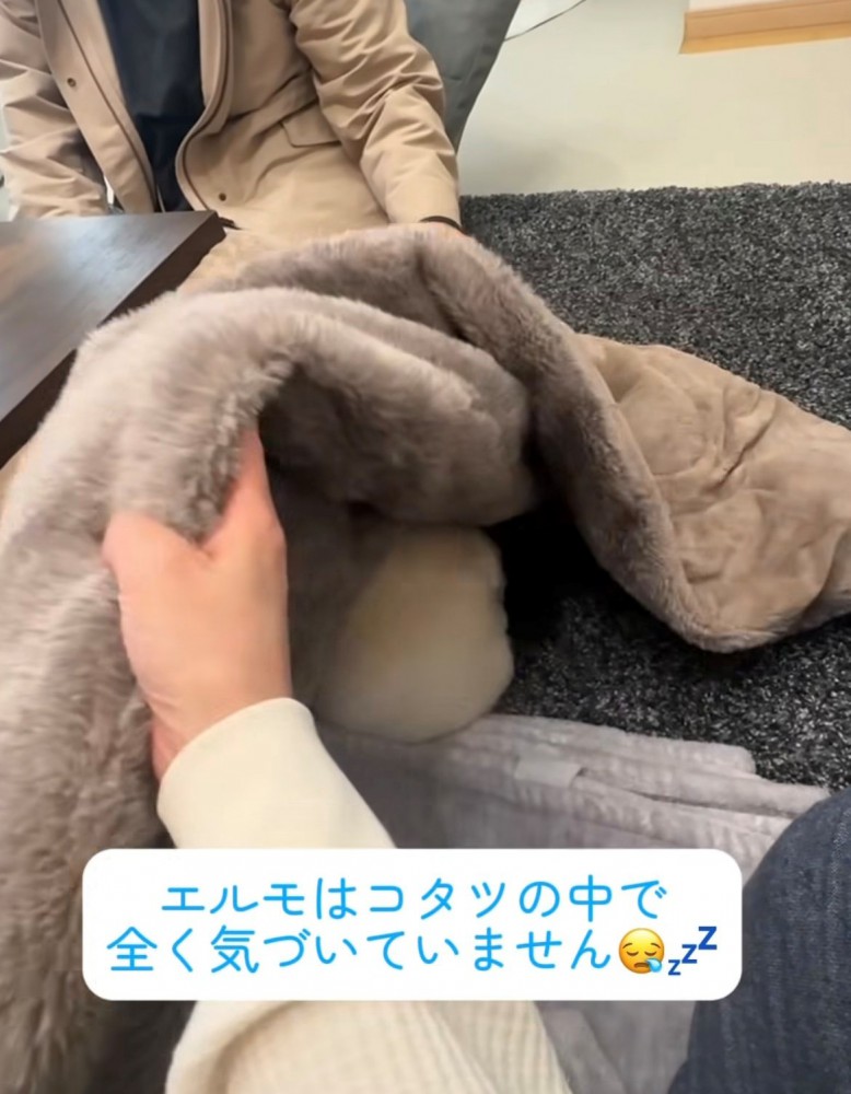 こたつの布団の中にいる犬