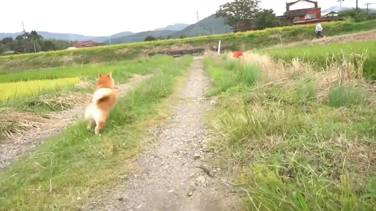パパさんのもとへダッシュ