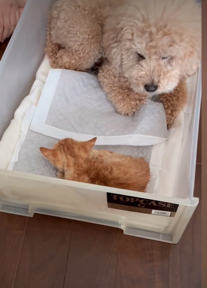 子猫を守る犬