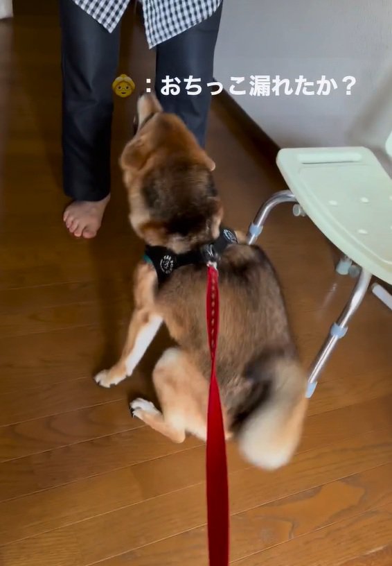 はちちゃんに聞くおばあちゃん