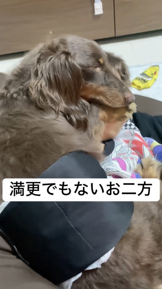 男の子に寄り添って寝ているダックスフンド