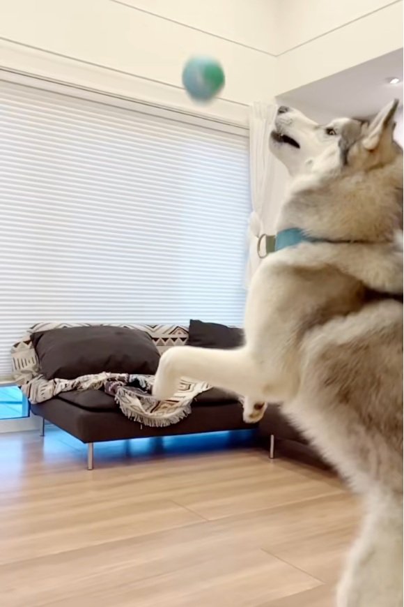 ジャンプするセナくん