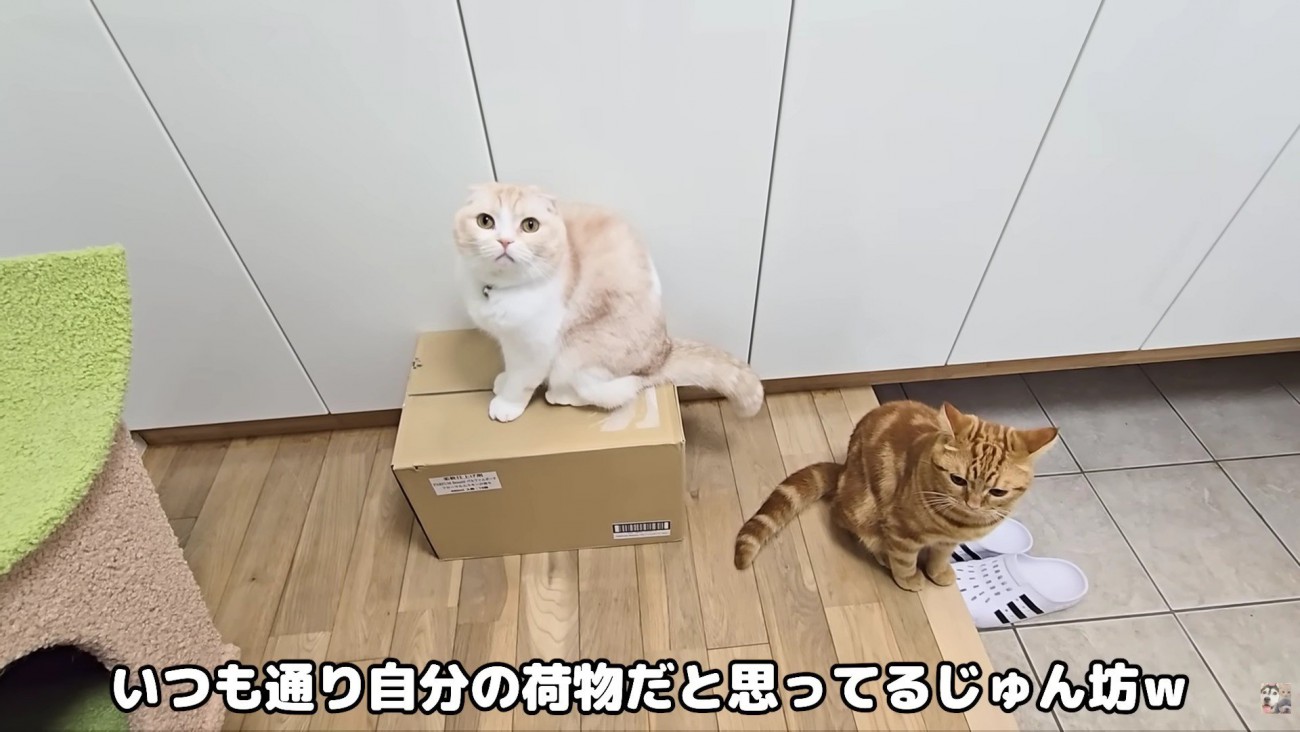 「これは何…？」