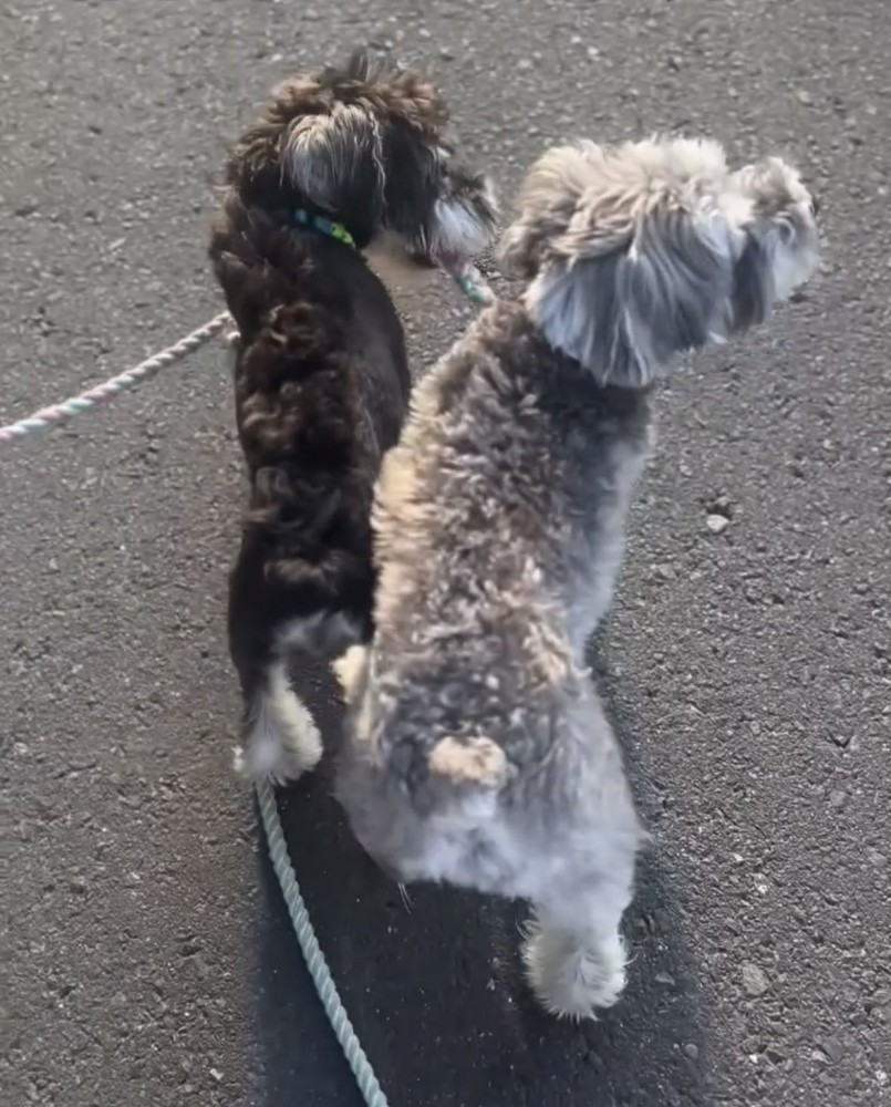 もう1匹のリードを噛む犬1