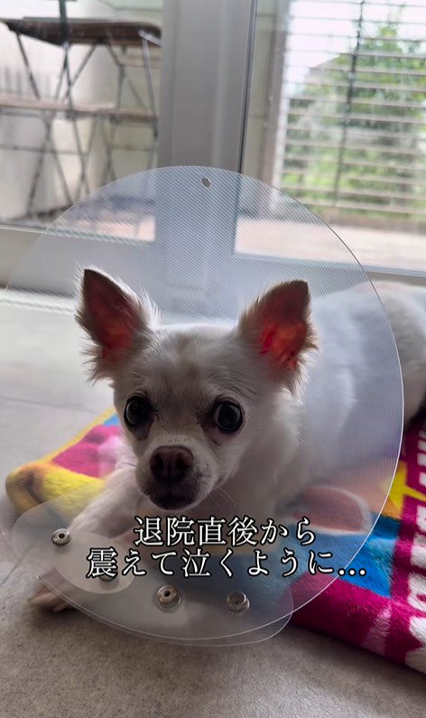 こはく君とここまるちゃんの家族愛