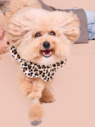 笑顔で駆けてくるポテチくん
