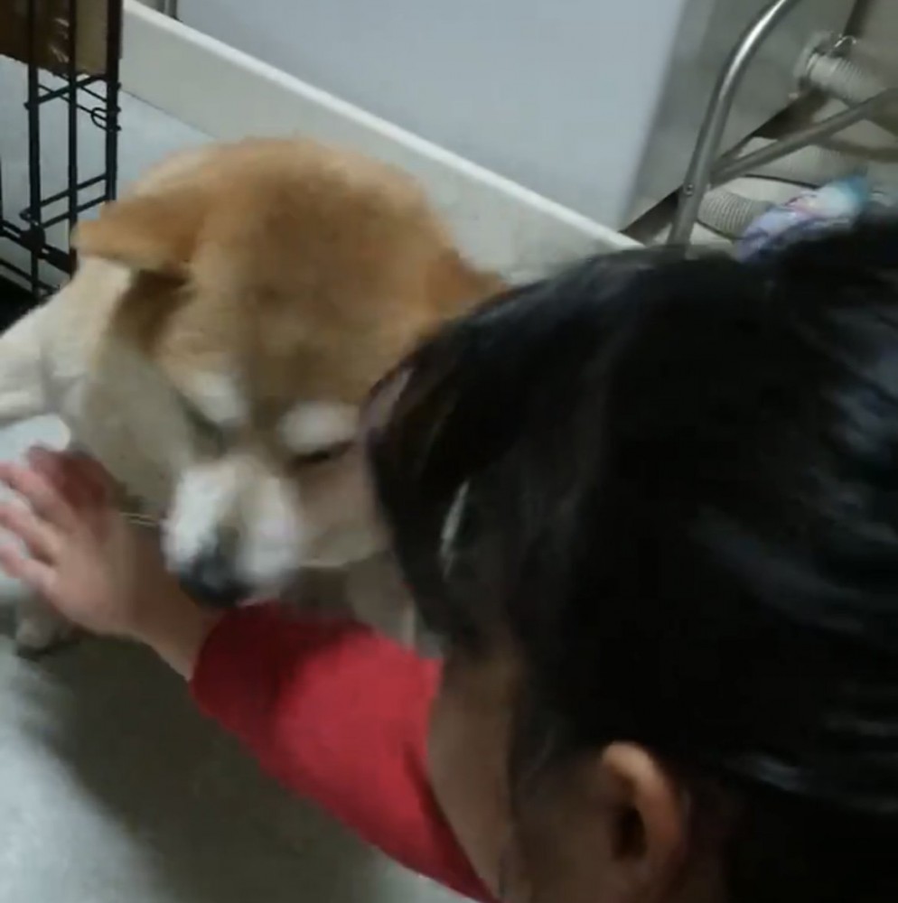思わず顔を背ける犬