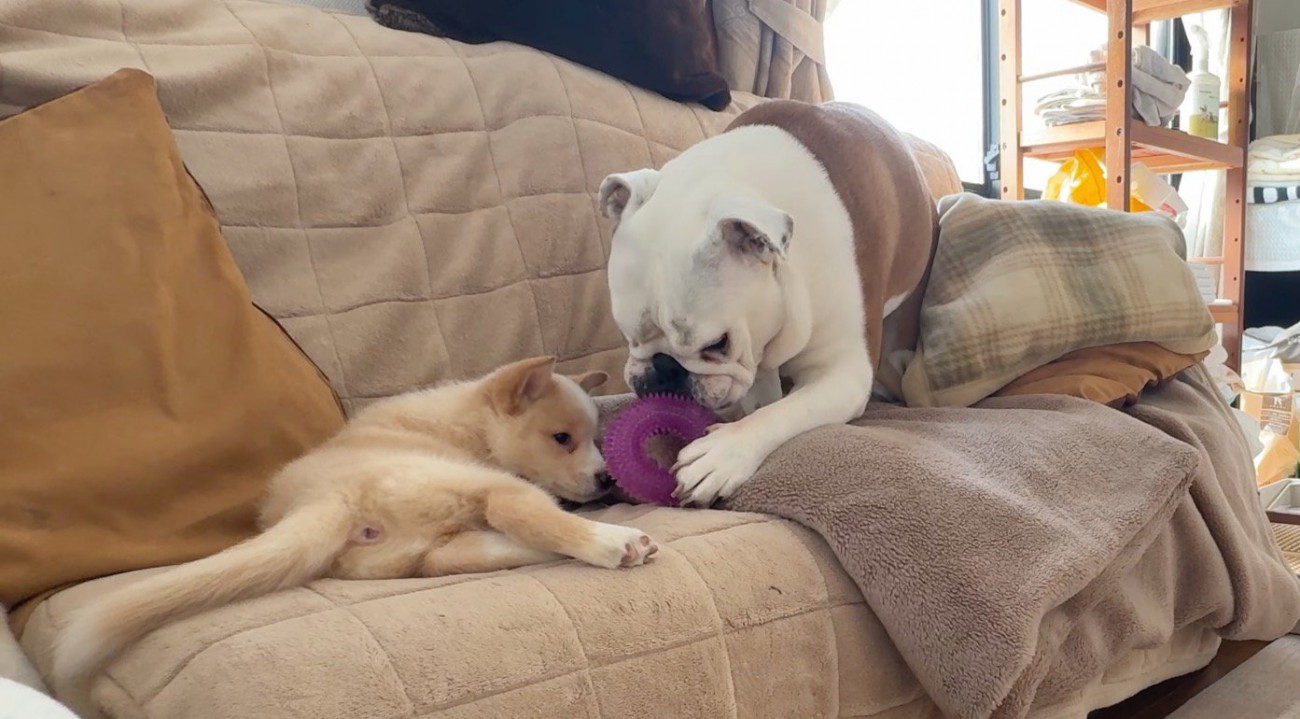 先住犬が持ってきたおもちゃを見つめる子犬