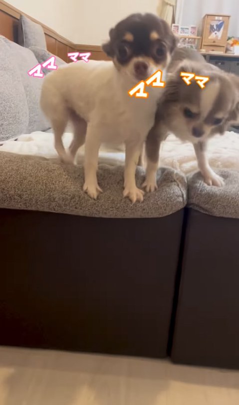 飼い主を出迎える2匹の小型犬