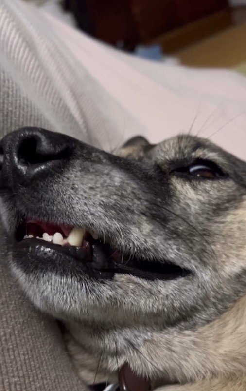 いびきをかきながらカメラ目線