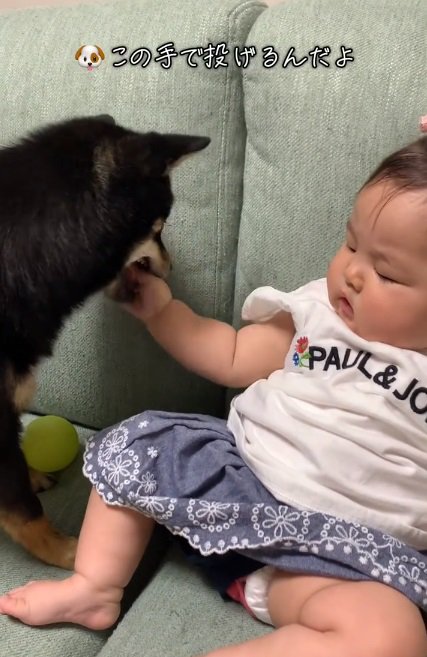 赤ちゃんの手を甘噛みする柴犬さん