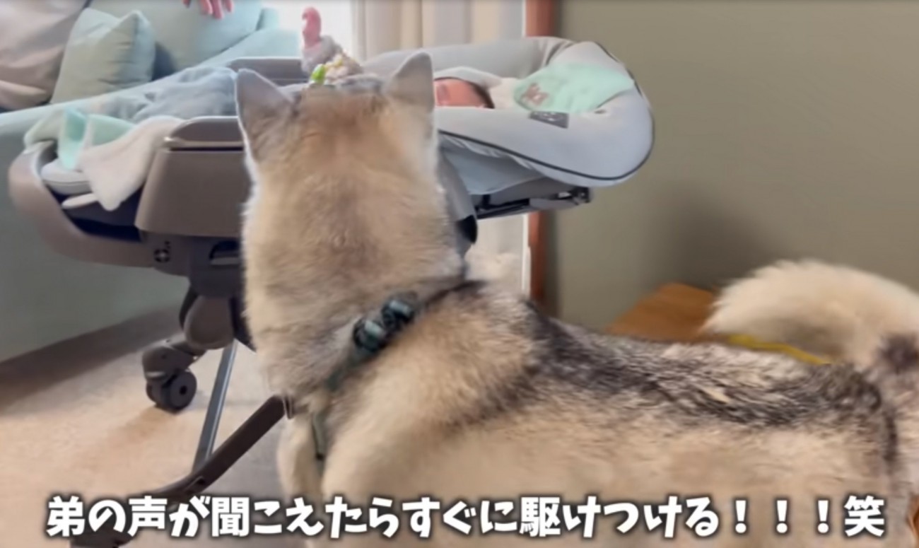 駆け寄る犬