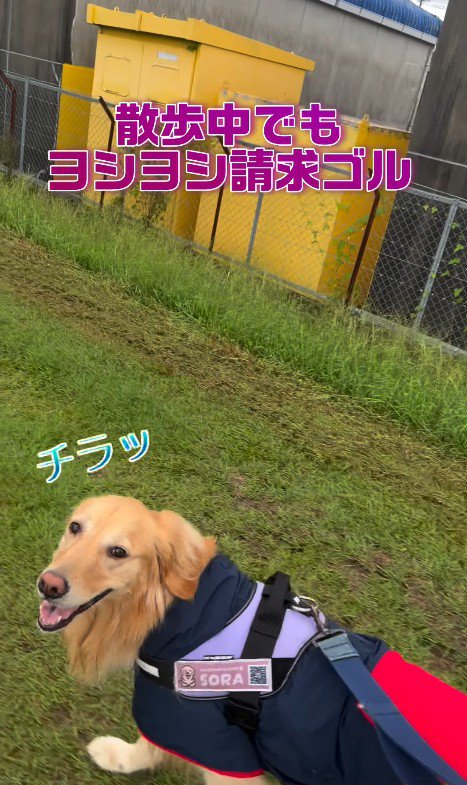 チラ見して「ヨシヨシして」と要求