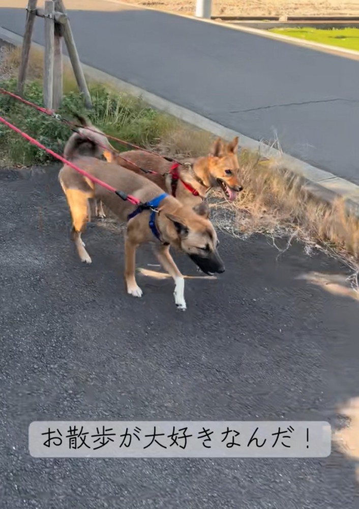 お散歩する犬