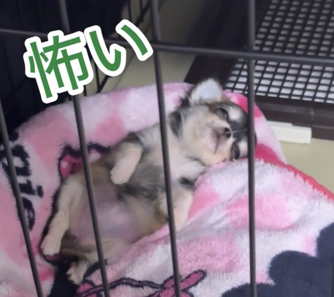 半目のまま眠る犬