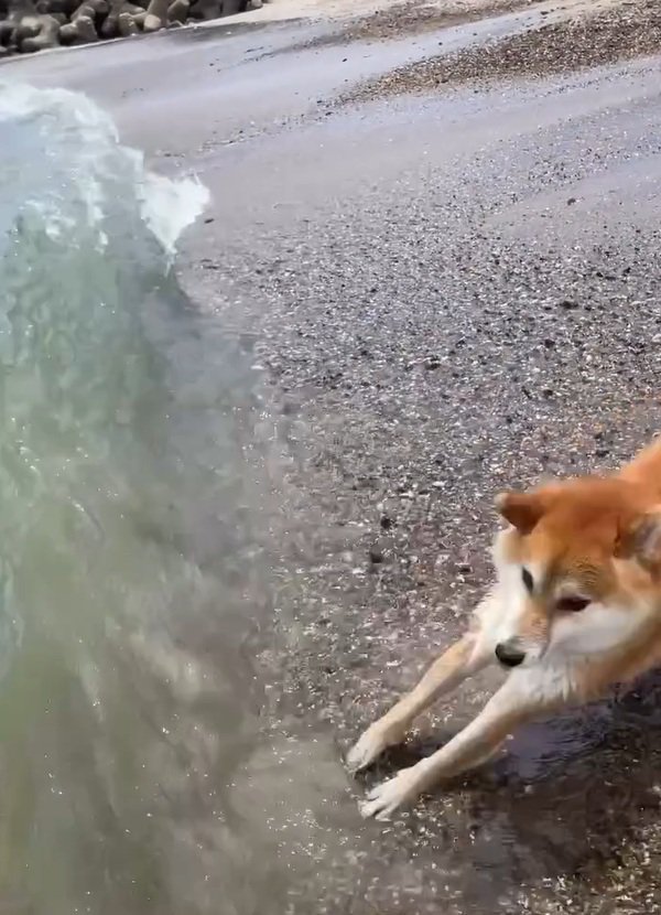 高波に驚く海くん