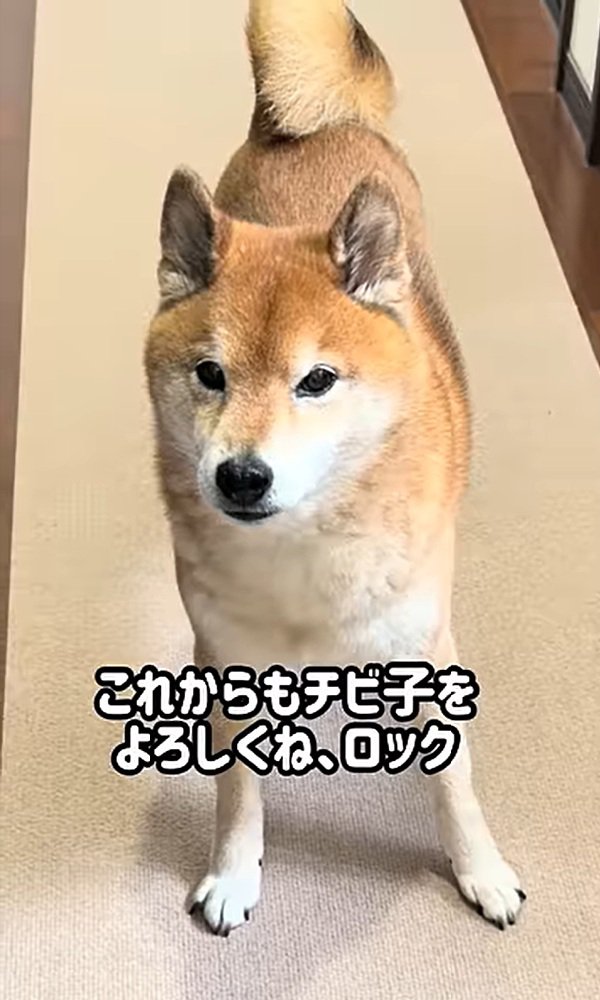 アップのロック君