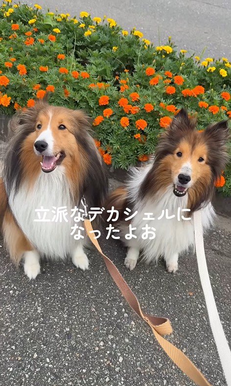 ソフィーちゃんのビフォーアフター8