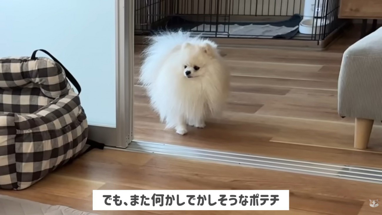 悪だくみ中のポテチくん
