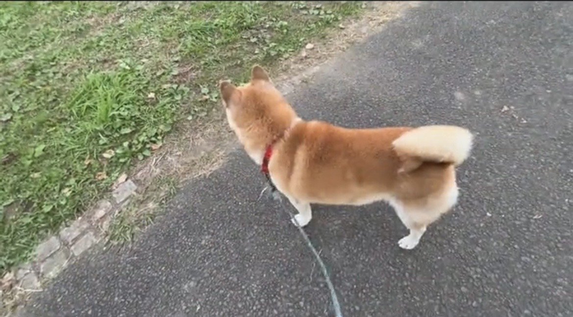 立ち止まる犬