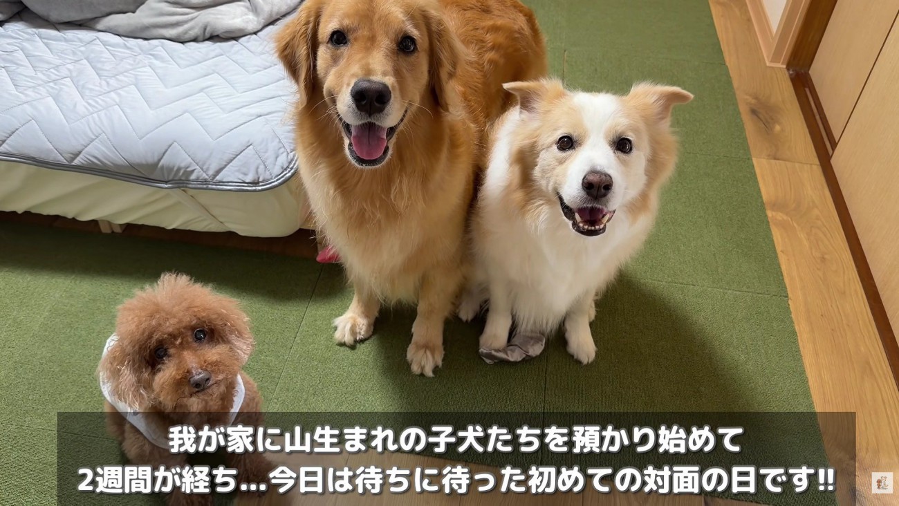 5匹の子犬との初対面