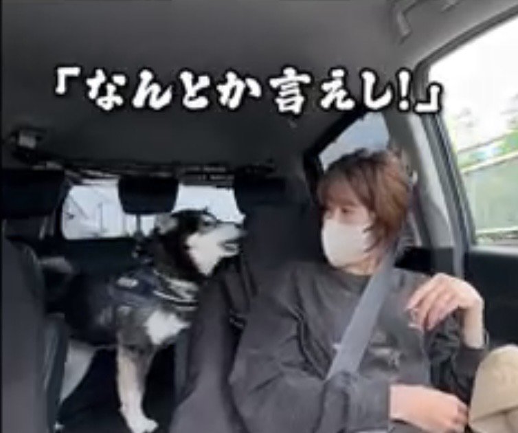 飼い主に訴える犬