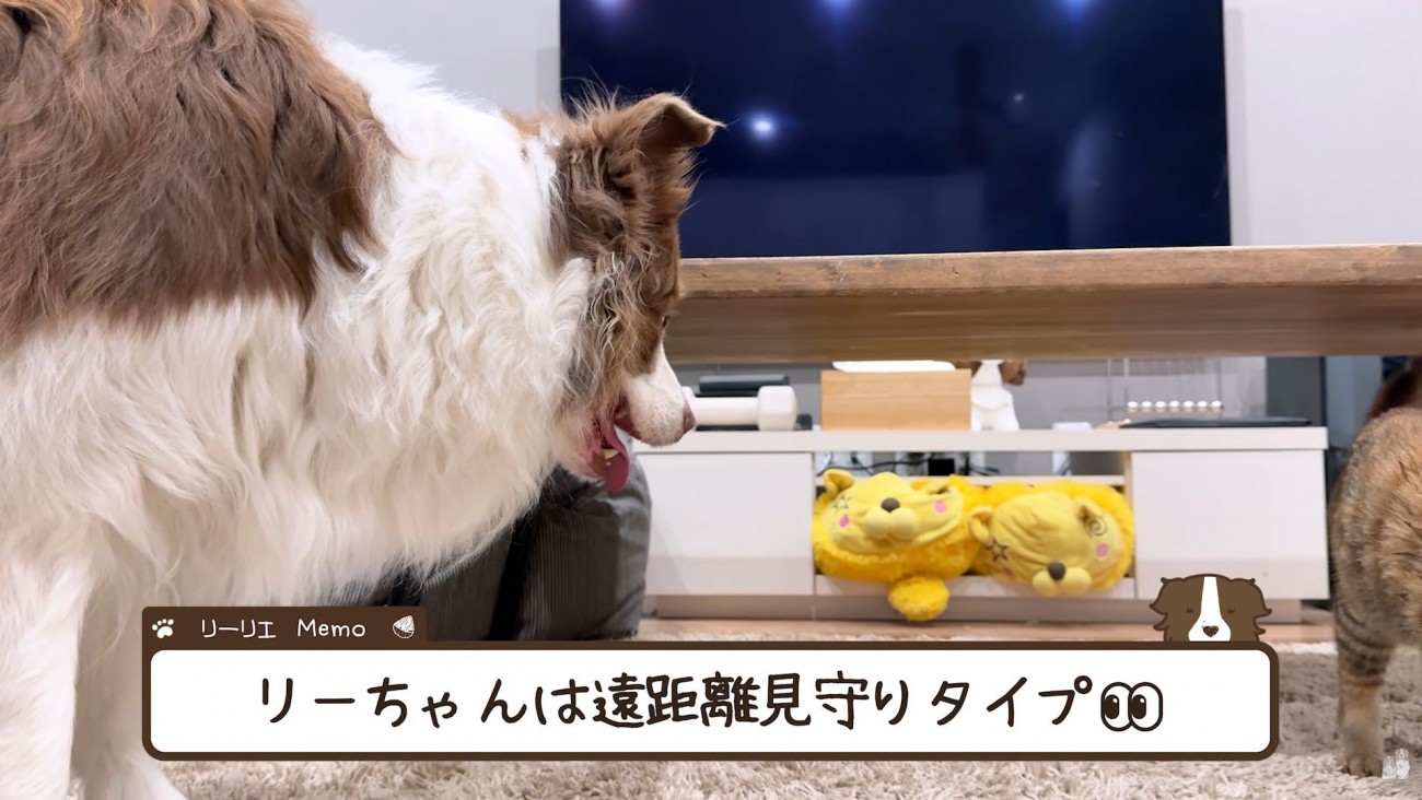 見守るタイプのリーリエちゃん