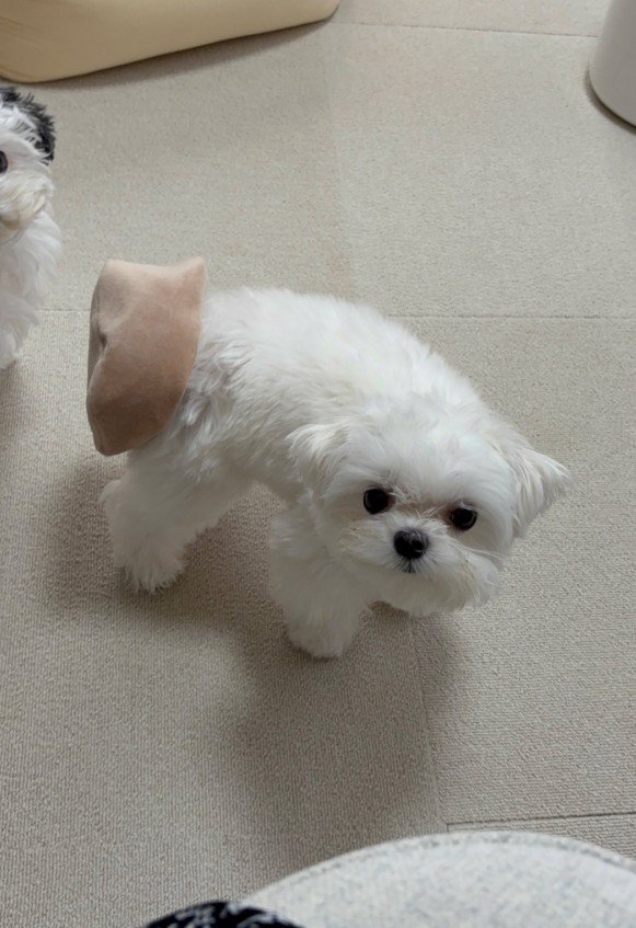 しっぽがおもちゃにハマっている！？