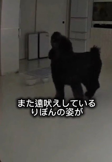 遠吠えが再び始まった