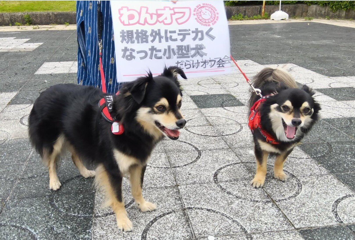 規格外犬のオフ会に参加
