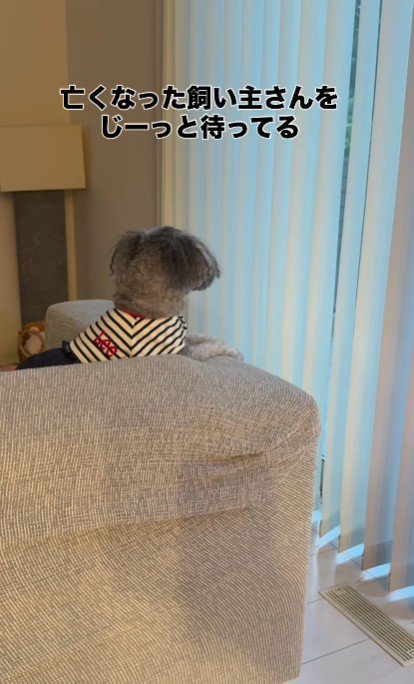 一時預かりのそらちゃん