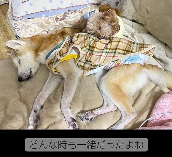 一緒に眠る2匹