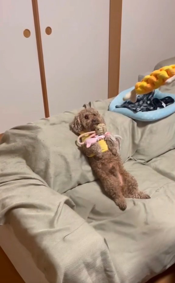 おもちゃを乗せられている茶々丸くん