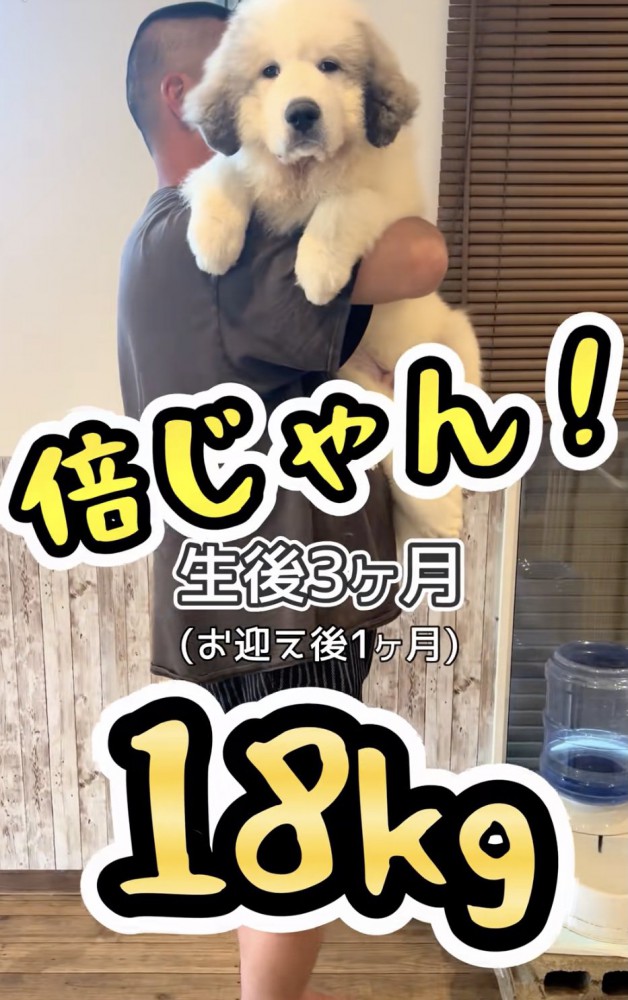 「大物」になりそうな予感