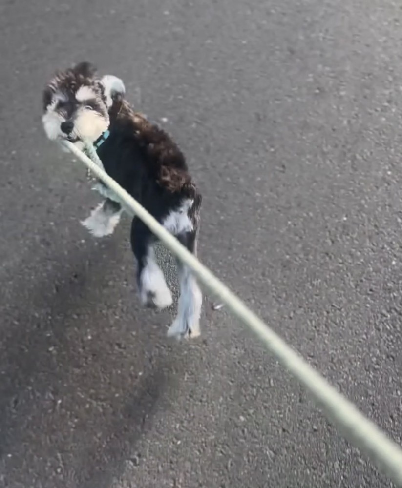 リードを引っ張る犬2