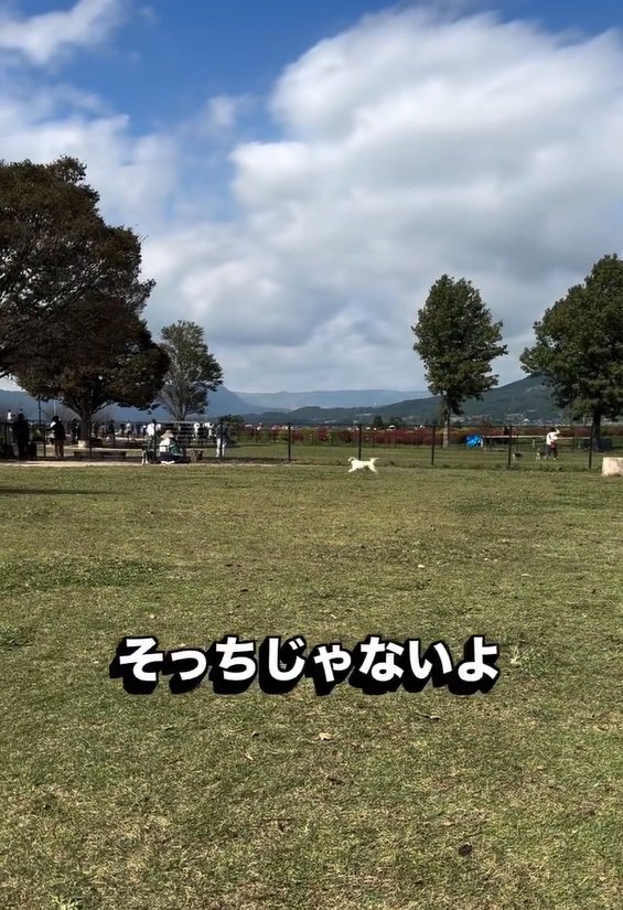 ドッグランのピコちゃん