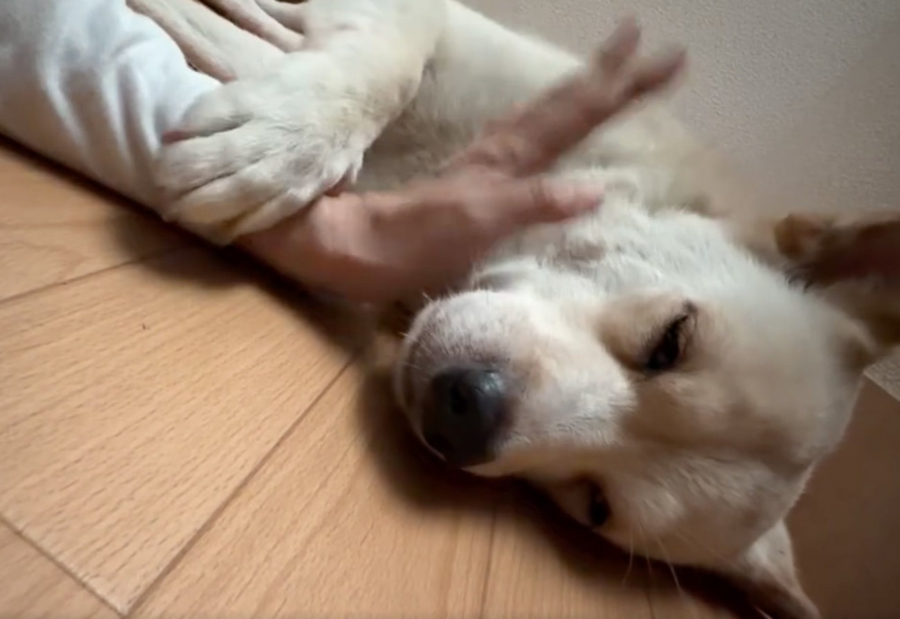 飼い主さんの手に
