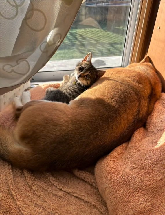 寝そべるあんずちゃん