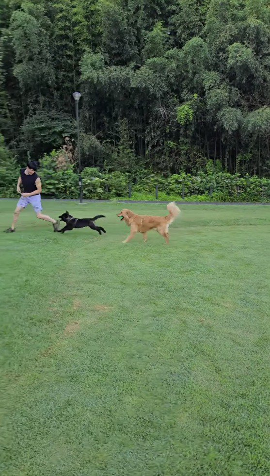 男性を追いかける黒い犬と茶色い犬