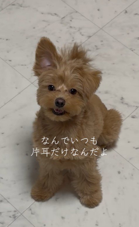 ポコくんの耳の変化9