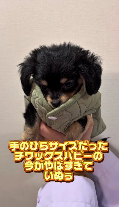 手のひらサイズのいなりちゃん