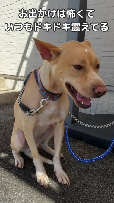 怯えてしまうことも…