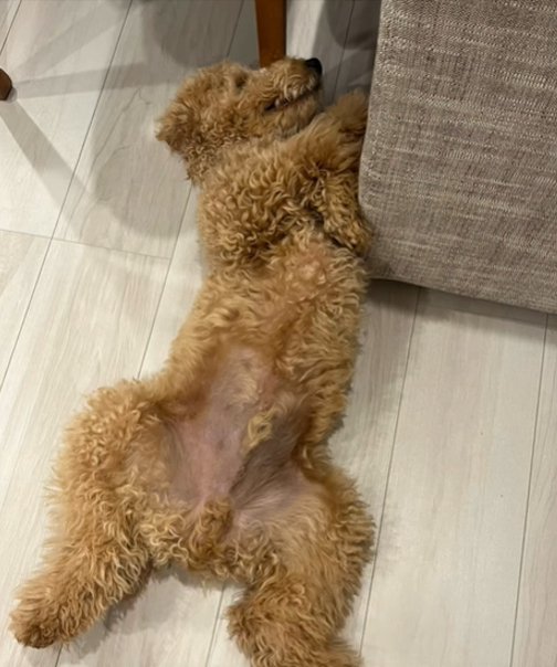 眠る犬3