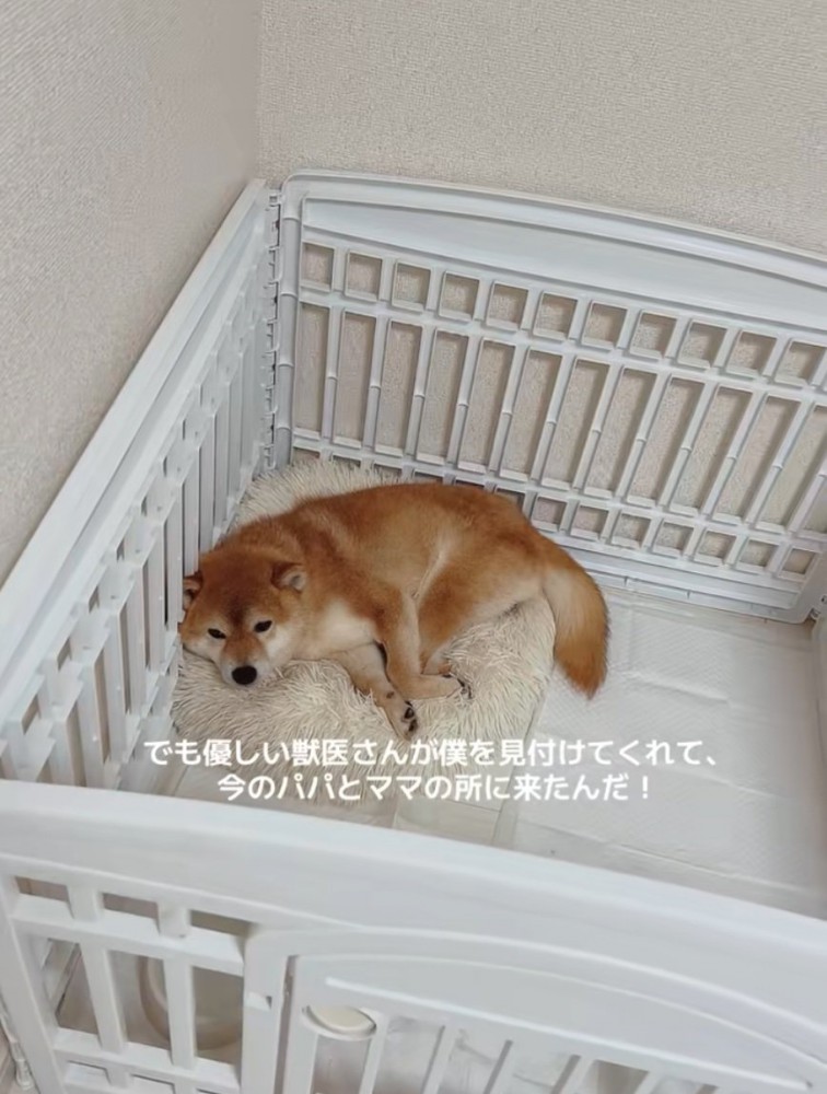 隅で固まる柴犬