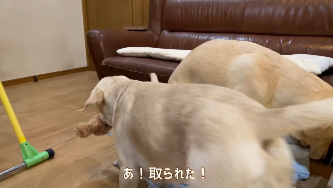 また奪い取られてしまいました！