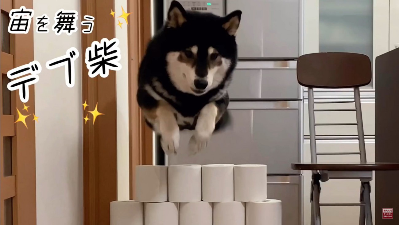 大河くんのトイレットペーパーチャレンジ7