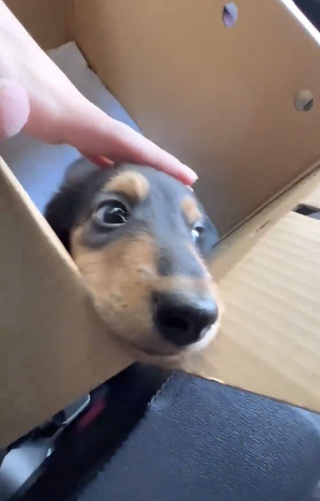 撫でられながら見つめる犬