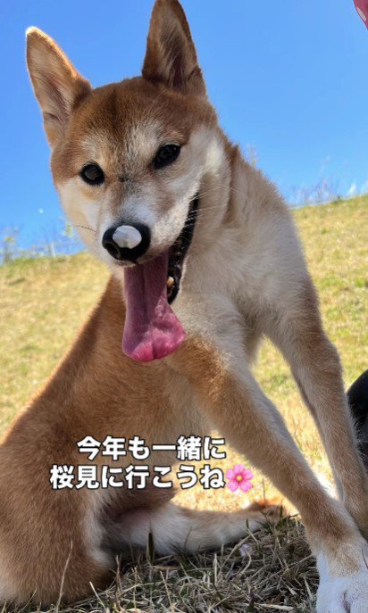 今年も桜を見に行こう